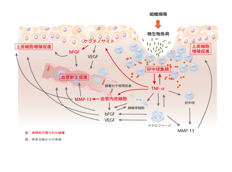 fig:慢性創傷における炎症持続機構の解明 (担当:菅野恵美)