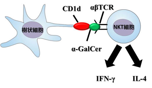 fig:皮膚創傷治癒過程におけるNKT細胞の役割について (担当:丹野寛大)
